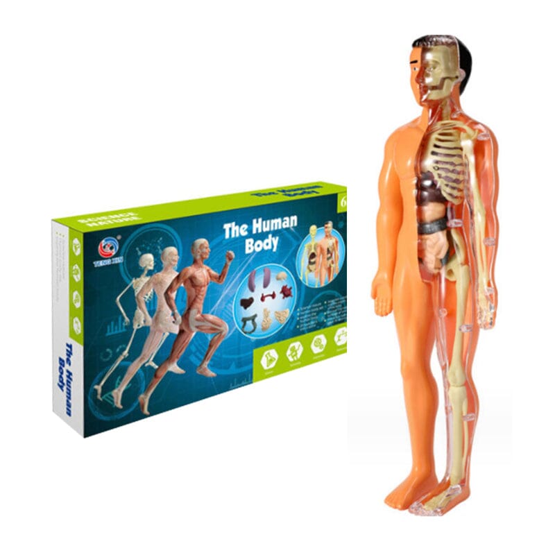 3d Human Body Torso Model for Kid Anatomy Model Skeleton